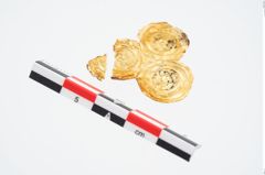 Foto von Goldzierblech (NHMW-PRAE-025251)